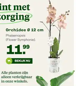 Welkoop Alle planten zijn alleen verkrijgbaar in onze winkels aanbieding