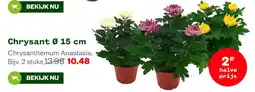 Welkoop Chrysant aanbieding