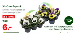 Welkoop Violen 6-pack aanbieding
