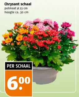 Poiesz Chrysant schaal aanbieding