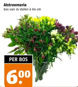 Poiesz Alstroemeria aanbieding
