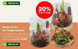 Welkoop Amaryllis arrangementen aanbieding