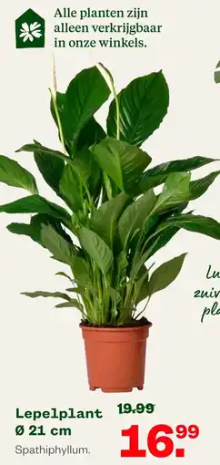 Welkoop Lepelplant aanbieding