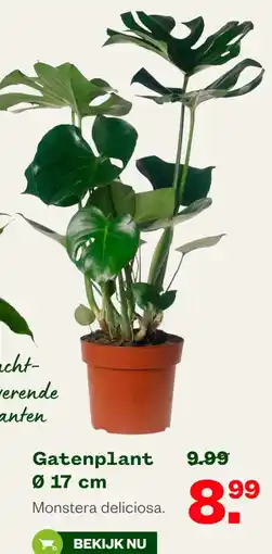 Welkoop Gatenplant aanbieding