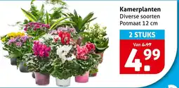 Hoogvliet Kamerplanten aanbieding