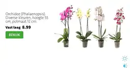 Intratuin Orchidee Phalaenopsis aanbieding