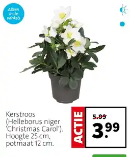 Intratuin Kerstroos aanbieding