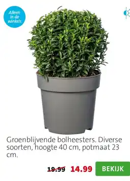 Intratuin Groenblijvende bolheesters aanbieding