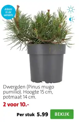 Intratuin Dwergden (Pinus mugo pumilio) aanbieding