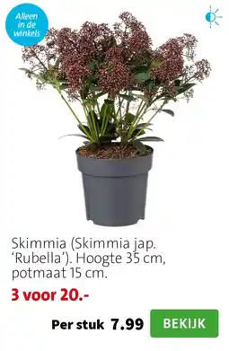 Intratuin Skimmia Skimmia jap Rubella aanbieding