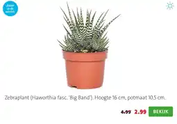 Intratuin Zebplant (Haworthia fasc. 'Big Band') aanbieding