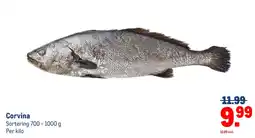 Makro Corvina aanbieding