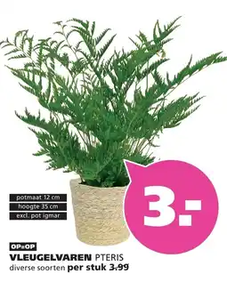 Ranzijn vleugelvaren pteris aanbieding