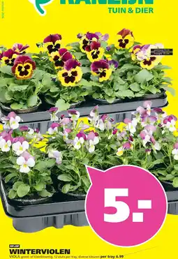 Ranzijn WINTERVIOLEN aanbieding