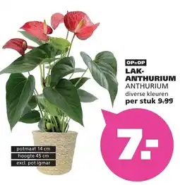 Ranzijn Lak-anthurium aanbieding