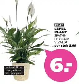 Ranzijn lepelplant spathiphyllum vivaldi aanbieding