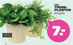 Ranzijn Trend-planten aanbieding