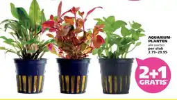 Ranzijn Aquarium- planten aanbieding
