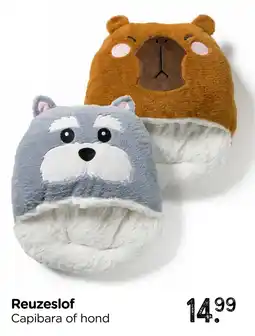 Xenos Capibara of hond aanbieding