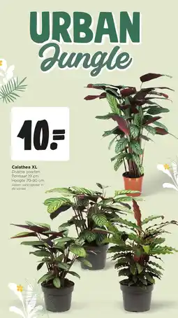 Jumbo Calathea XL aanbieding