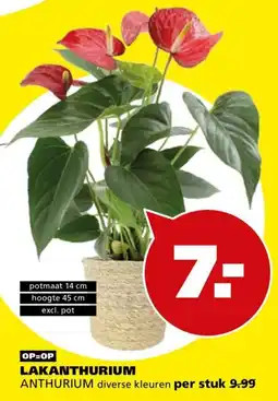 Tuinland LAKANTHURIUM aanbieding