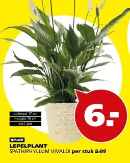 Tuinland LEPELPLANT SPATHIPHYLLUM VIVALDI aanbieding