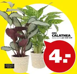 Tuinland calathea aanbieding
