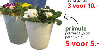 Deka Tuin Primula aanbieding