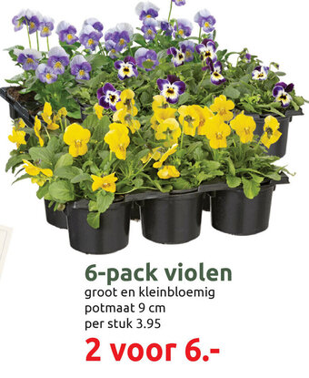 Deka Tuin 6-pack violen aanbieding