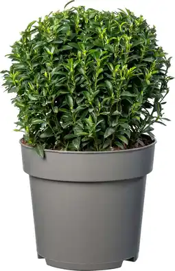 Intratuin Kardinaalsmuts (Euonymus japonica ‘Microphyllus’ ) D 23 H 40 cm aanbieding