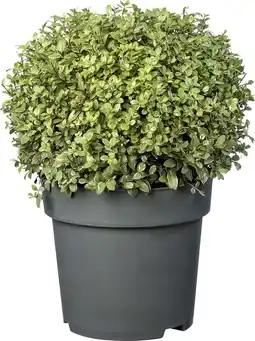 Intratuin Kleefzaad (Pittosporum tenuifolium ‘Silver Ball’) D 23 H 40 cm aanbieding