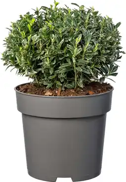 Intratuin Kardinaalsmuts (Euonymus japonicus ‘Microphyllus Albovariegata') D 23 H 40 cm aanbieding