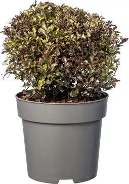 Intratuin Kleefzaad (Pittosporum tenuifolium ‘Tom Thumb‘) D 23 H 40 cm aanbieding
