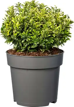 Intratuin Kardinaalsmuts (Euonymus japonica ‘Microphyllus Aureovariegata Gold‘) D 23 H 40 cm aanbieding