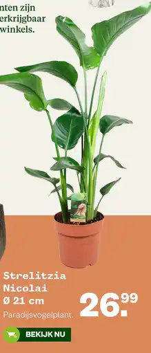 Welkoop Strelitzia Nicolai Ø 21 cm aanbieding