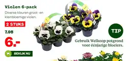 Welkoop Violen 6-pack aanbieding