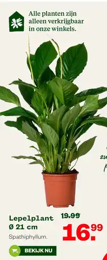 Welkoop Lepelplant Ø 21 cm aanbieding