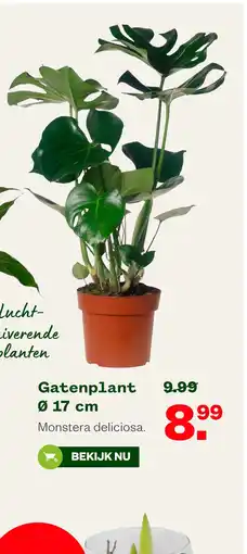 Welkoop Gatenplant Ø 17 cm aanbieding