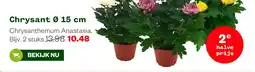 Welkoop Chrysant Ø 15 cm aanbieding