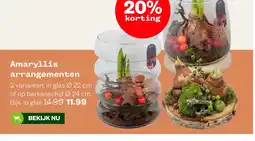 Welkoop Amaryllis arrangementen aanbieding