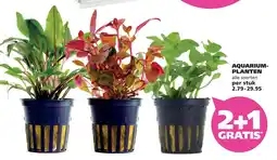 Ranzijn Aquarium Planten aanbieding