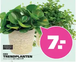 Ranzijn TRENDPLANTEN aanbieding
