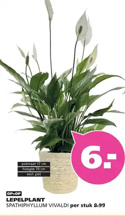 Ranzijn LEPELPLANT SPATHIPHYLLUM VIVALDI aanbieding