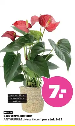 Ranzijn Lakanthurium Anthurium aanbieding