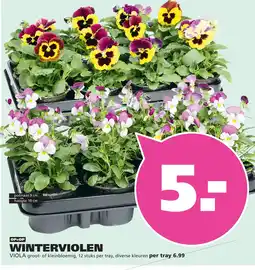 Ranzijn Winterviolen Viola aanbieding