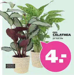 Ranzijn Calathea aanbieding