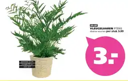 Ranzijn Vleugelvaren Pteris aanbieding