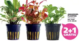 Ranzijn AQUARIUM- PLANTEN aanbieding