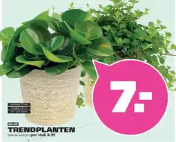 Ranzijn TRENDPLANTEN aanbieding