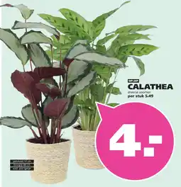 Ranzijn CALATHEA aanbieding